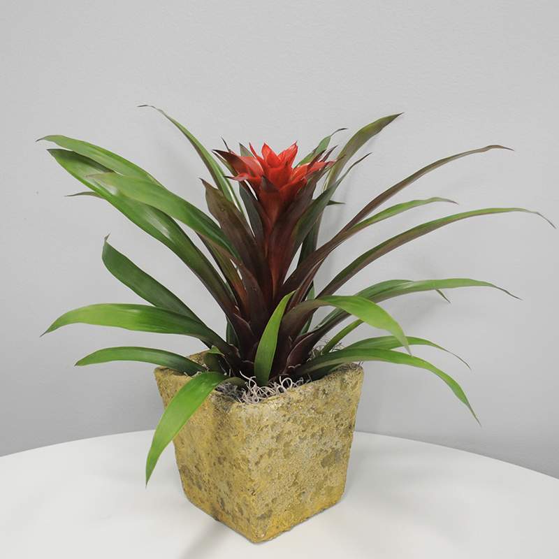 K409  Bromeliad Planter - Experience the vibrant beauty of these long-lasting tropical plants, perfect for enhancing any space. Enjoy their stunning blooms for 2 to 4 months, adding a splash of color to your surroundings. Each arrangement is thoughtfully combined to create the most visually appealing presentation, ensuring a unique and captivating display every time.