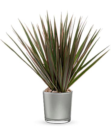 Teleflora's Moonstone Dracaena - Capture the magic of a moonlit desert night with this sculptural dracaena plant, presented in a shimmering silver glass cylinder. This modern gift includes a living marginata dracaena plant surrounded by small river rocks. Delivered in a Polished Gem Cylinder.