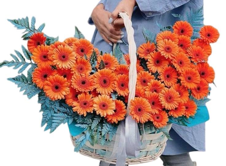 Large basket of orange daisies.  - Large basket of orange daisies. There are 100 daisies in the basket   