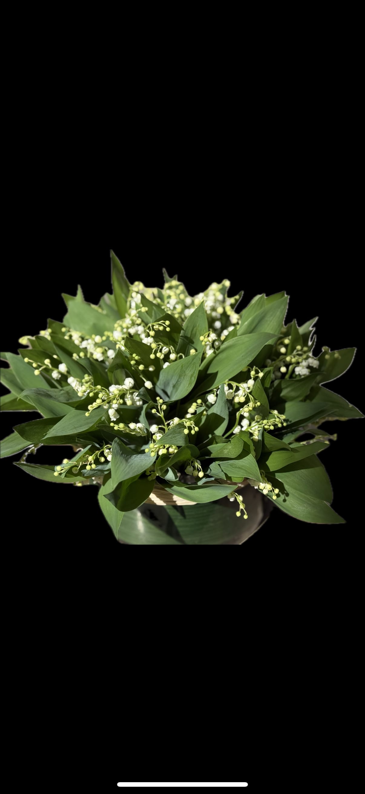 White lily-of-the-valley flowers in a low container