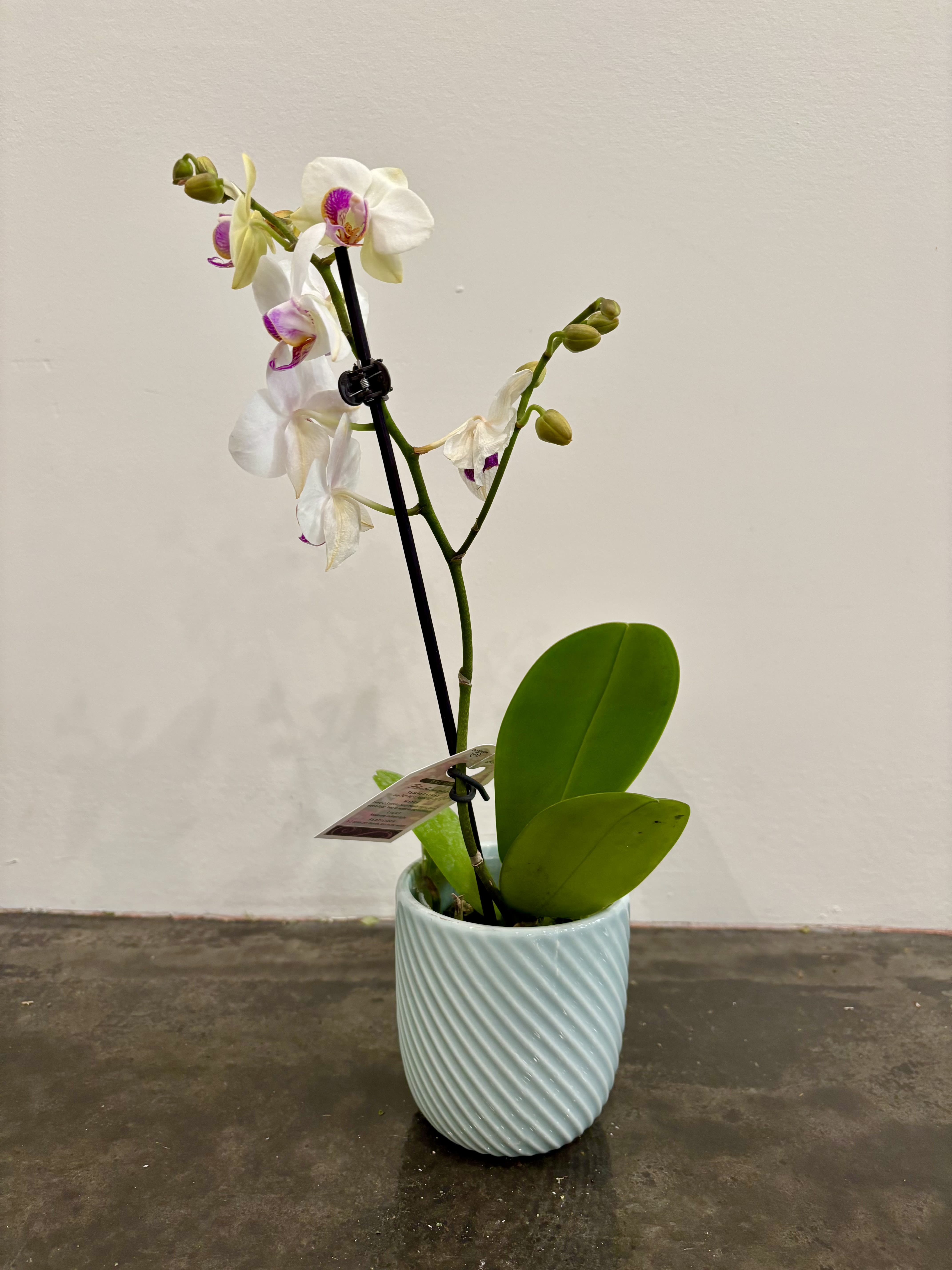 Phalaenopsis Orchid Phalaenopsis Orchid - This beautiful live orchid would be a beautiful addition to any home and would make a wonderful Mothers Day gift.