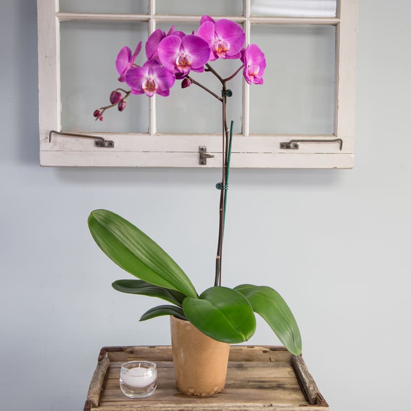 Purple Orchid Purple Orchid - Simple and elegant in a ceramic container, this single-stem Phalaenopsis orchid plant is appropriate for any occasion! The purple color may vary from picture.