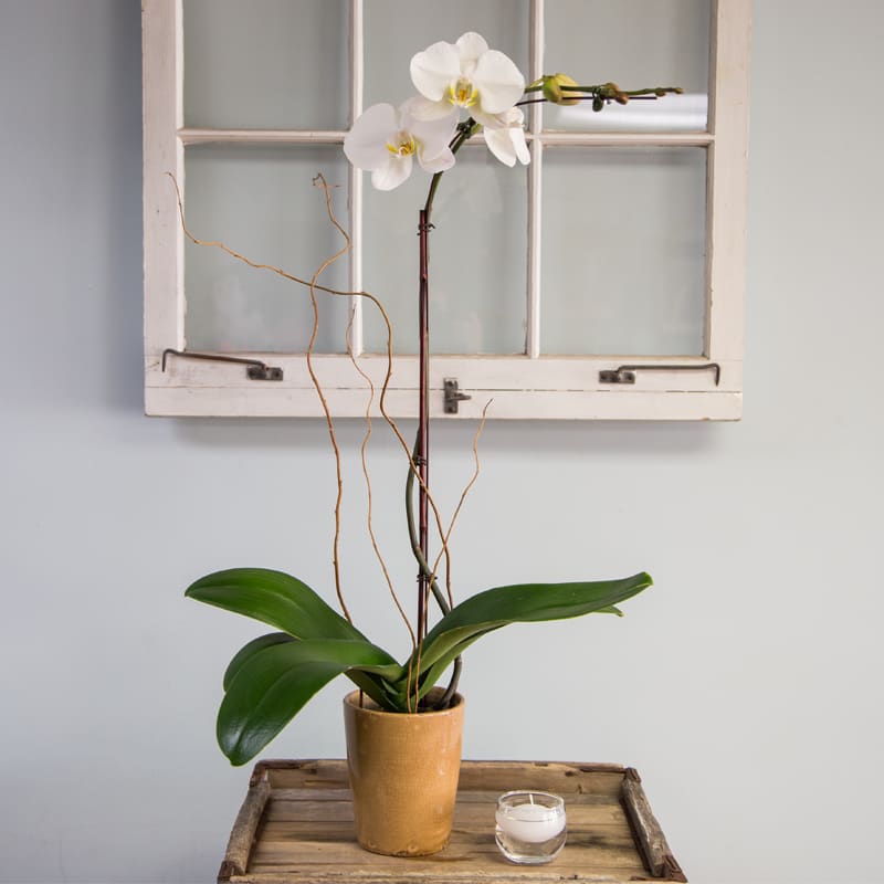 White Phalaenopsis Orchid White Phalaenopsis Orchid - Simple and elegant in a ceramic container, a classic orchid plant is appropriate for any occasion.