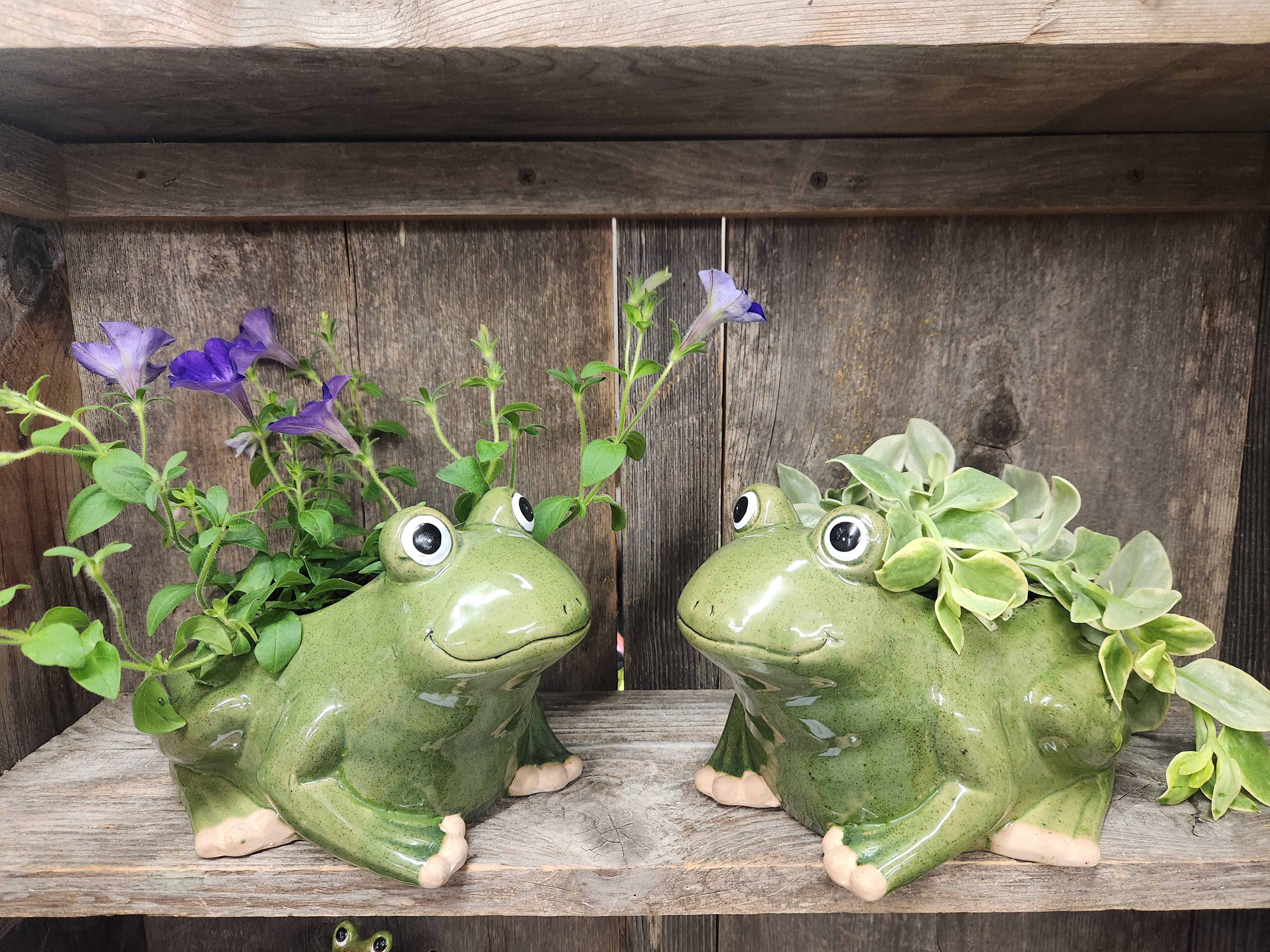 Ceramic frog planter Ceramic frog planter - Ceramic frog planter with either a purple wave petunia or mezoo trailing red nicely planted into the pot.