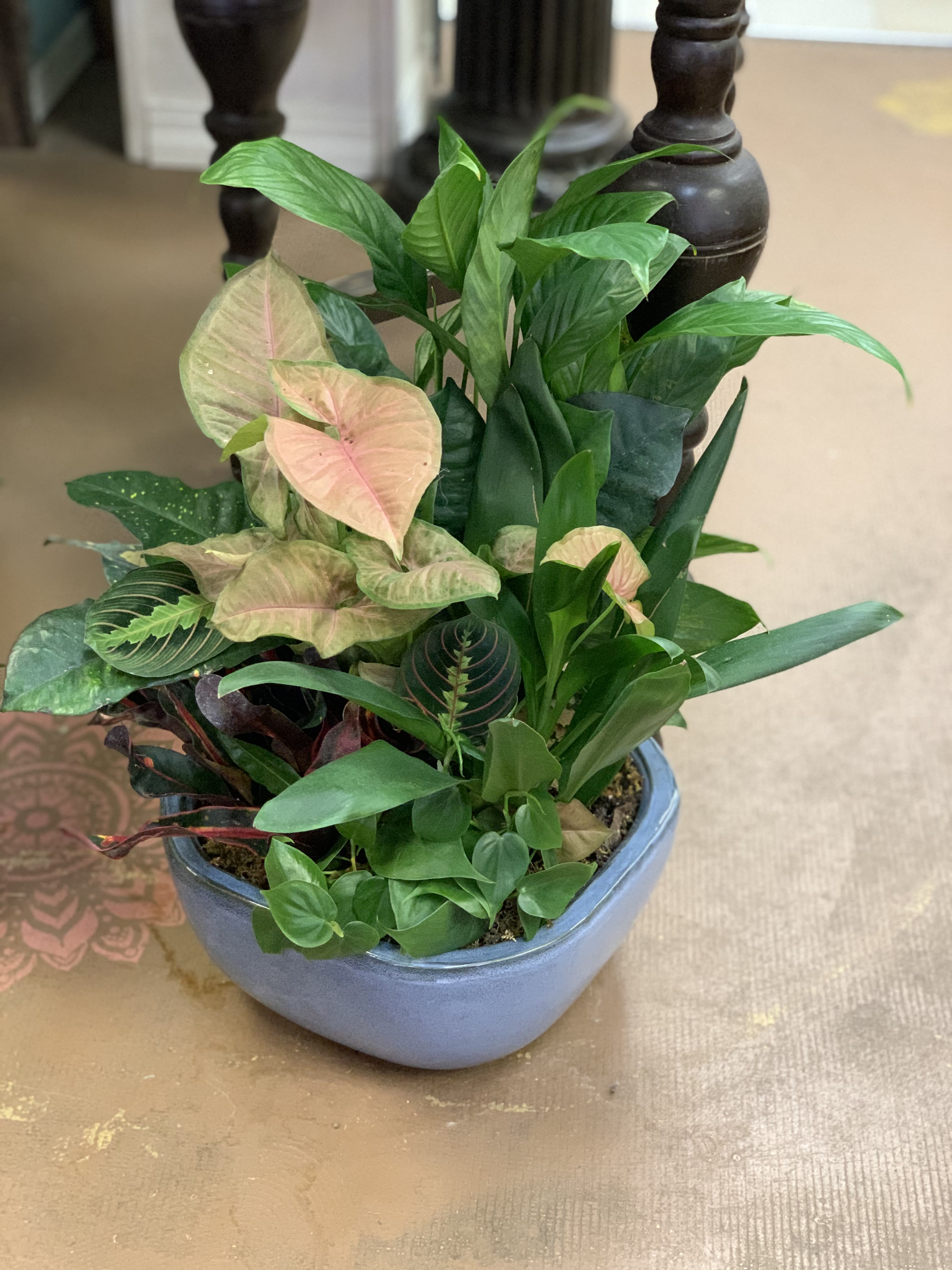 Euro Garden Euro Garden - These beautiful ceramic containers are fully planted with an aray of easy to take care of house plants. The container usually has 8 or more well selected plants.