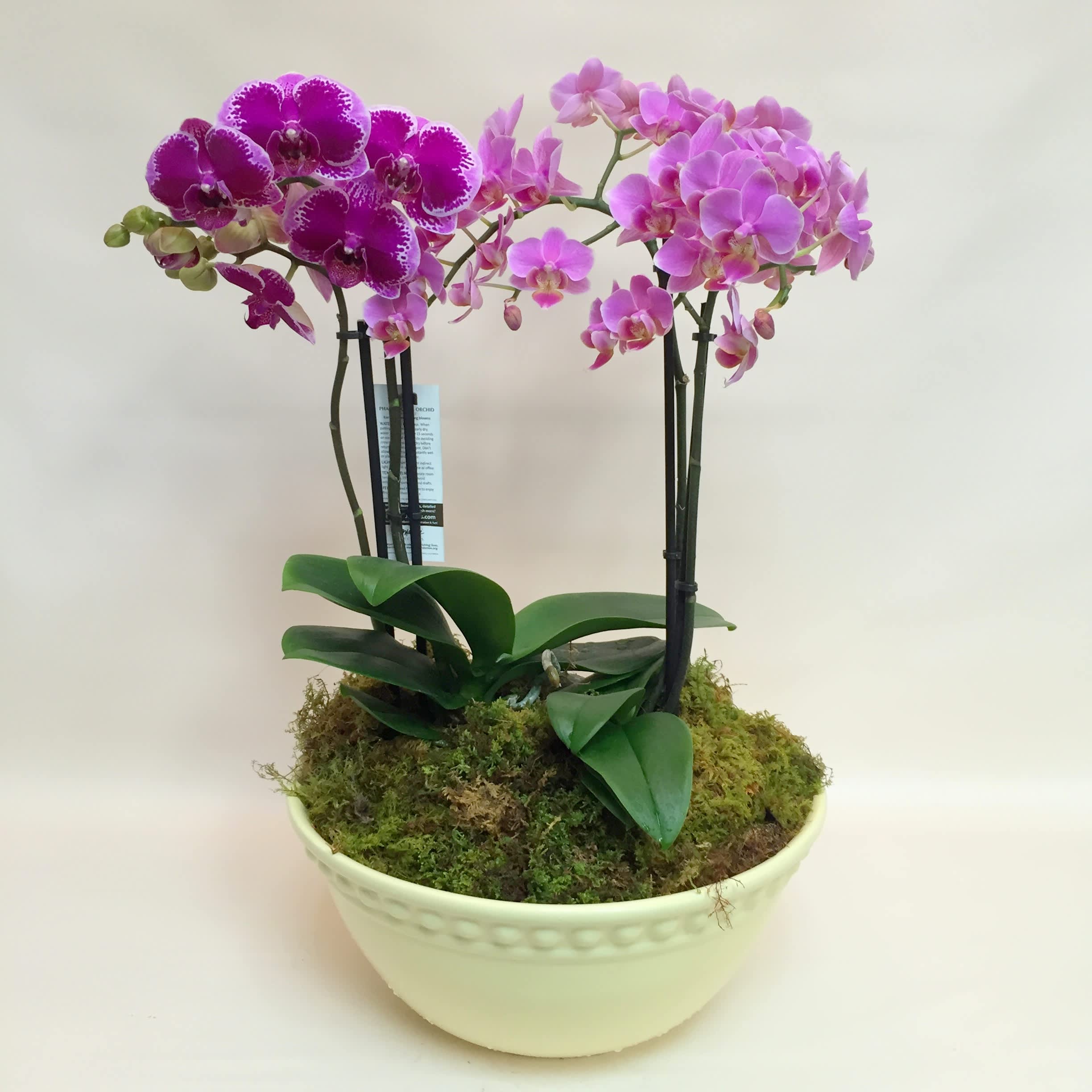 Classic Novelty Orchid Planter - Ceramic bowl with a selection of orchid plants. Number of plants and color of orchids will determine the price. Varieties shown - $150. Actual selection will be limited to available inventory and may not always available for immediate delivery.