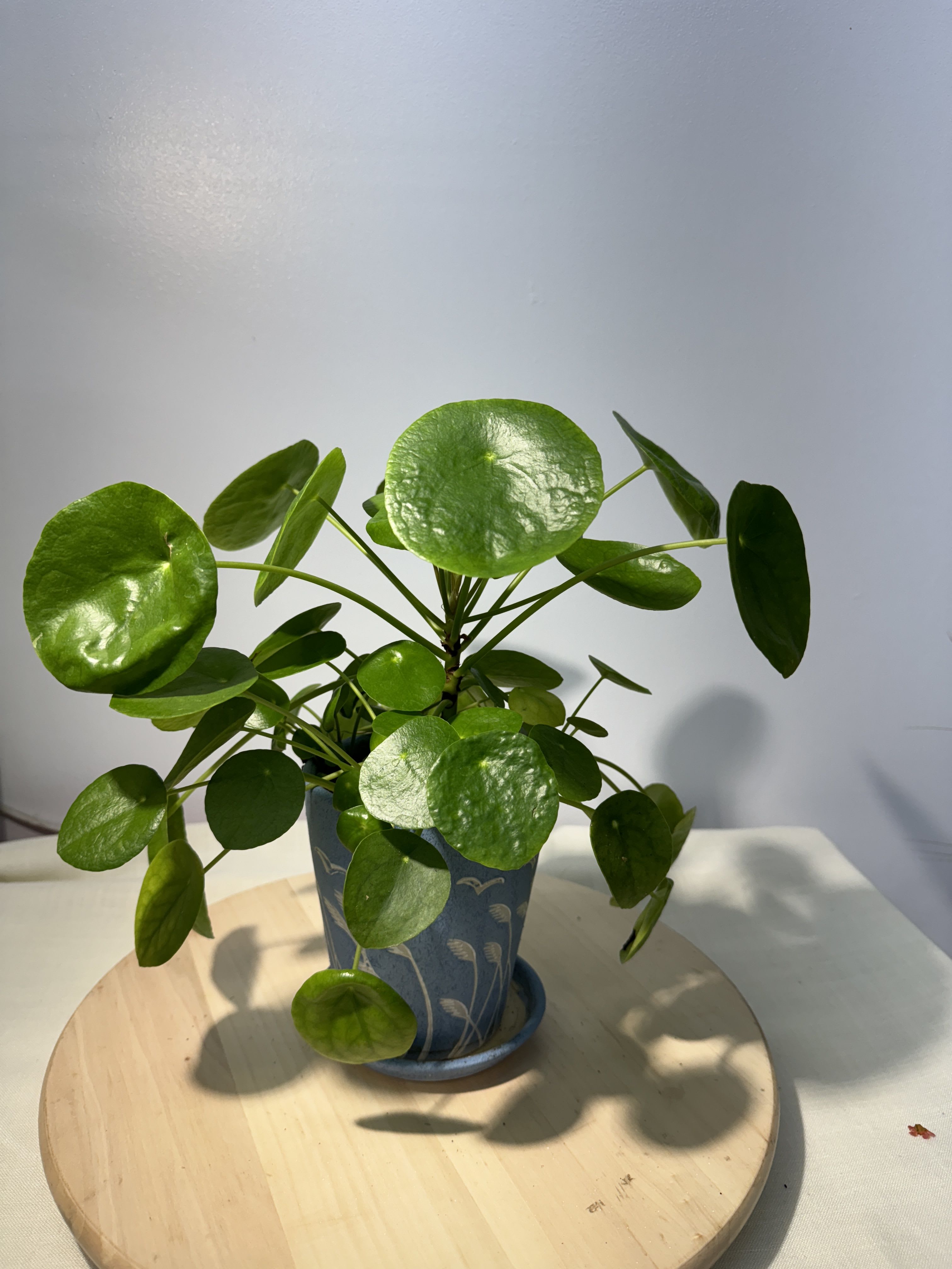 Chinese Money Plant. - Watering, of course, is a very important part of providing plant care for Pilea Peperomioides. Just like humans, indoor plants can get very thirsty too! Water this houseplant approximately once a week, but check that the soil is dry to touch before watering. You can do this by pushing your thumb an inch into the soil. If it is damp, leave it a few more days as they don’t like soggy soil.