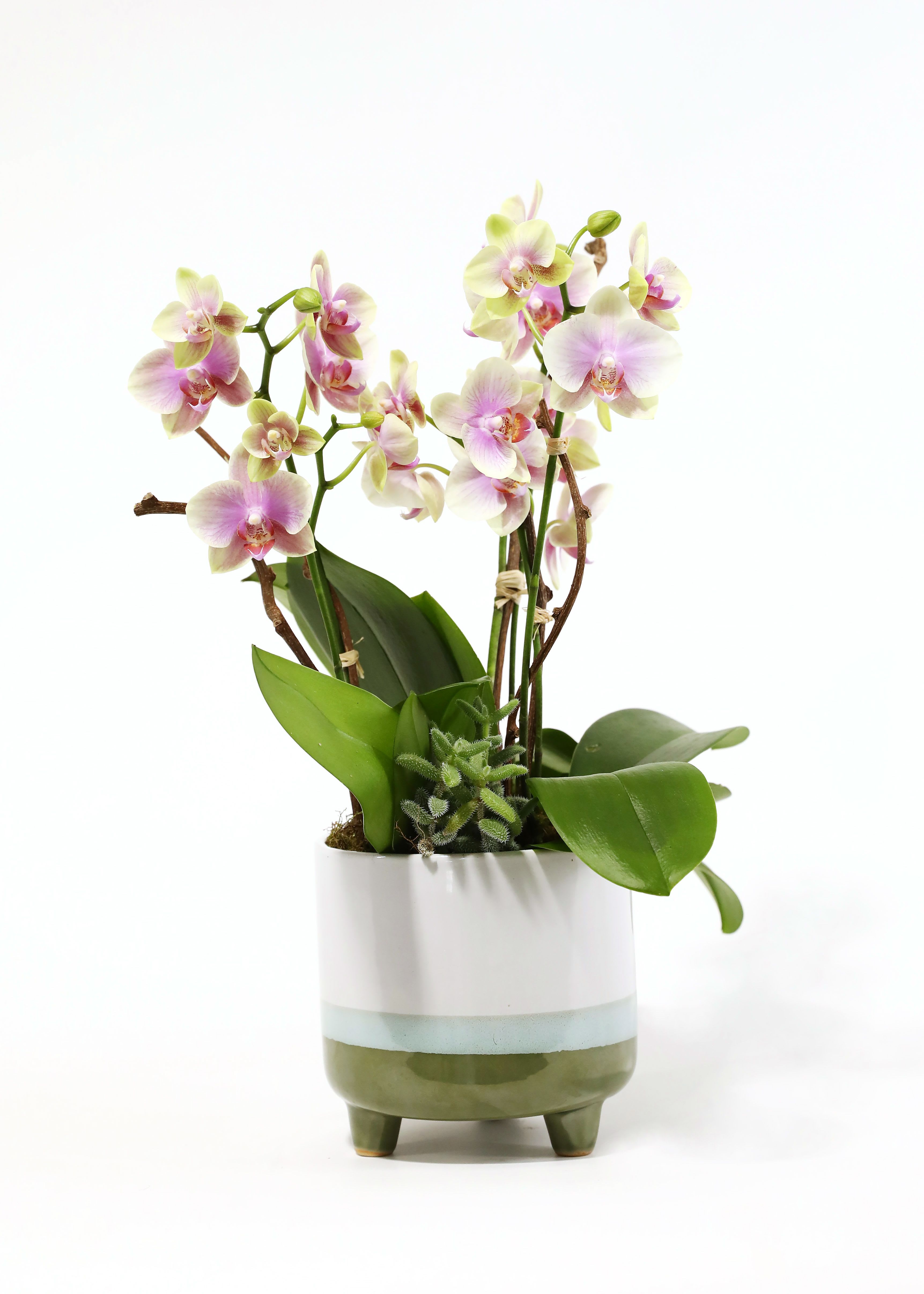 ANTIQUE PINK ORCHID ANTIQUE PINK ORCHID - THIS CHARMING CERAMIC POT HAS TWO SINGLE SHORT-STEMMED PHALAENOPSIS ORCHIDS ADORNED BY A SUCCULENT.