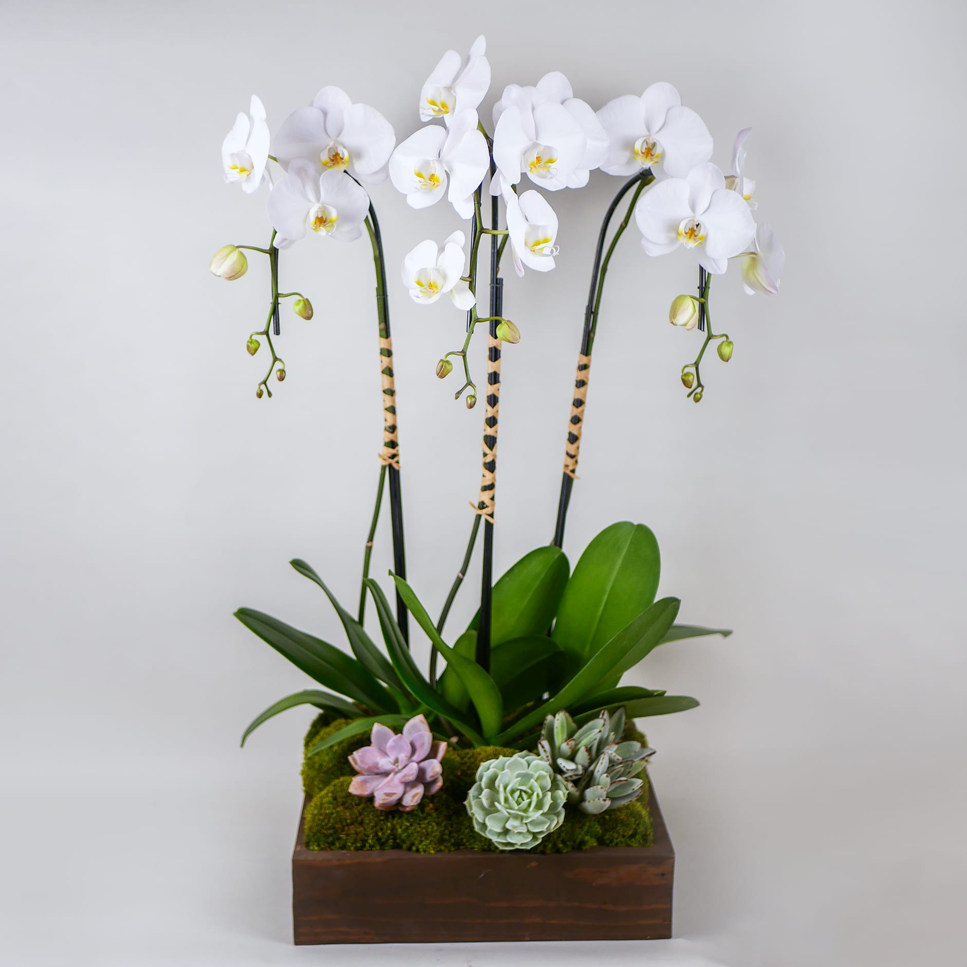 Milan Milan - This stunning arrangement features three stems of premium white cascading Phalaenopsis orchids tied with raffia and adorned with fresh succulents, perfectly arranged in a large wooden box.