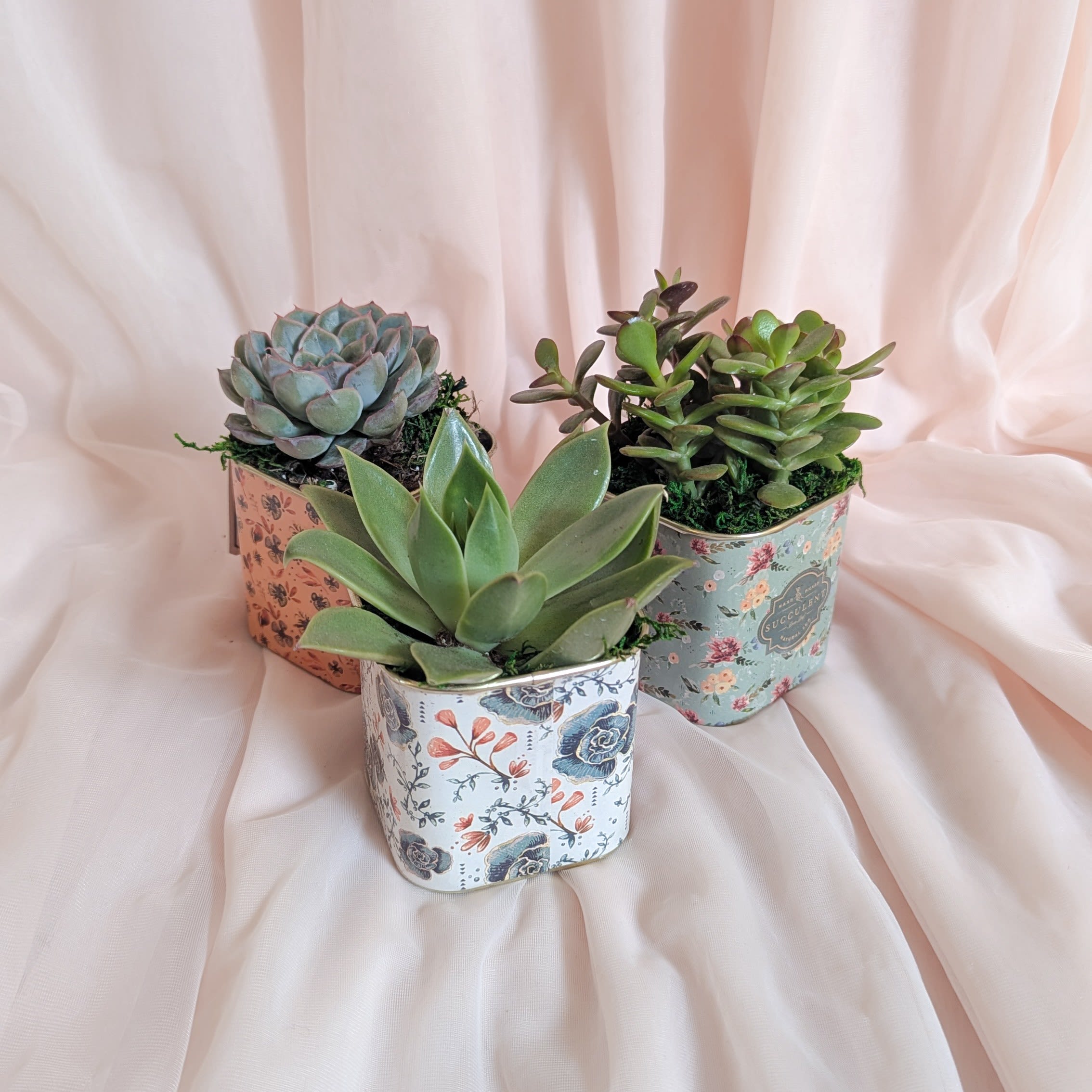 Potted Succulent Floral Tea Tin 3" (Qty 1) Potted Succulent Floral Tea Tin 3" (Qty 1) - Add a touch of greenery to your space with our charming potted succulents in stylish floral tea tins! This purchase includes one potted succulent, available in three different varieties. If you have a specific preference for a certain type, please indicate it in the special instructions. Otherwise, we'll choose one for you.