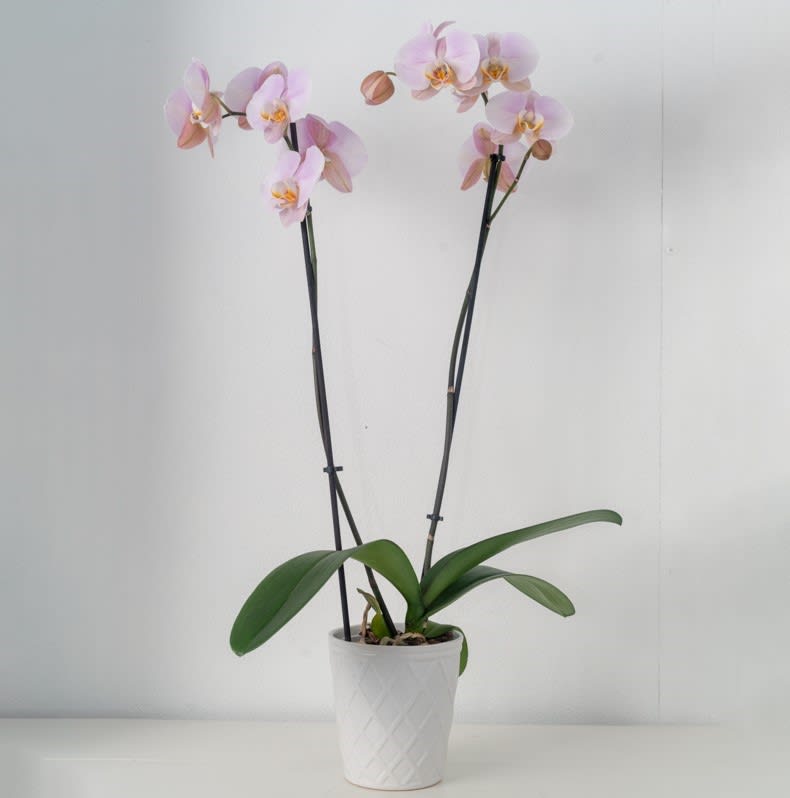 Orchid plant PINK double - Double PINK orchid plant  (flowers can be any color upon request/availability, vases/color may vary)