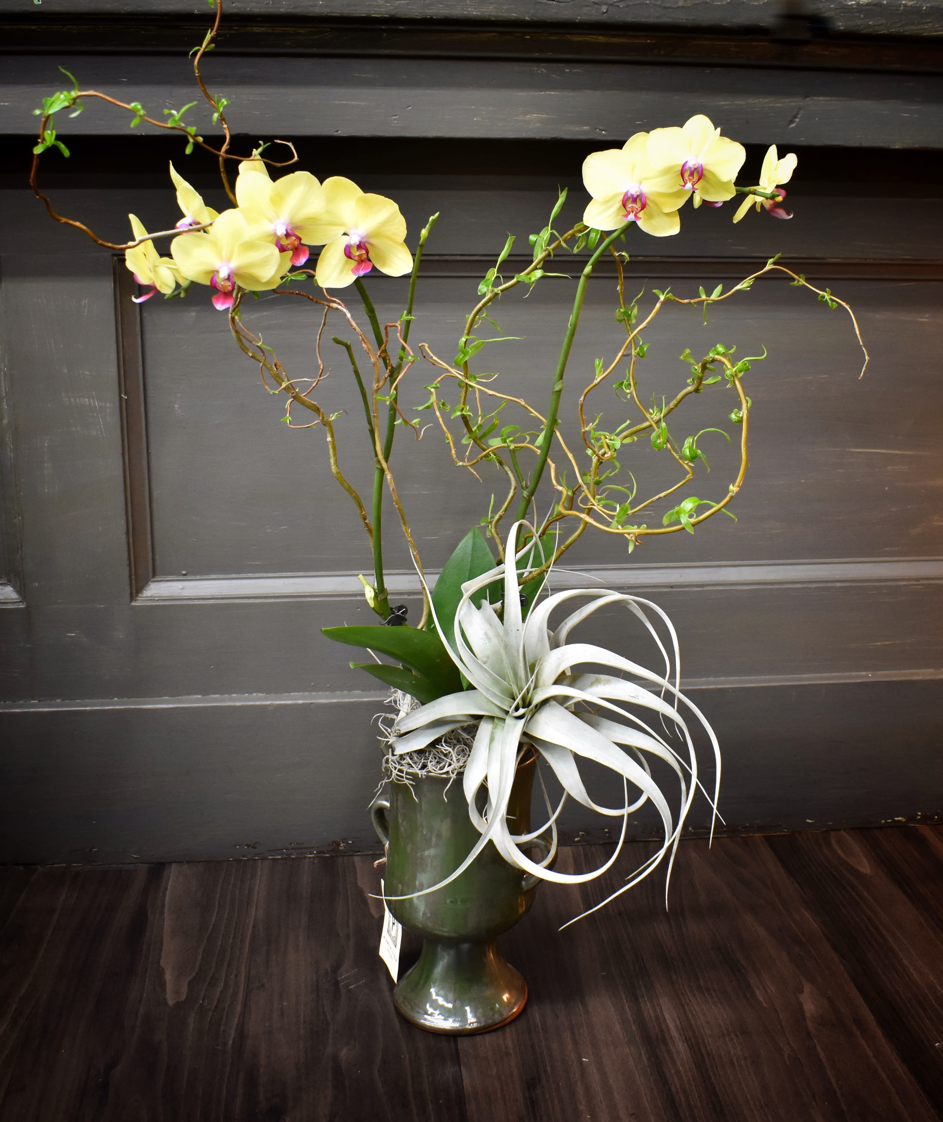 Elegant Orchid and Air Plant - We've used a beautiful ceramic container to add the orchid plant and a large air plant in to and it's all accented with branches of willow. An amazing keepsake gift.