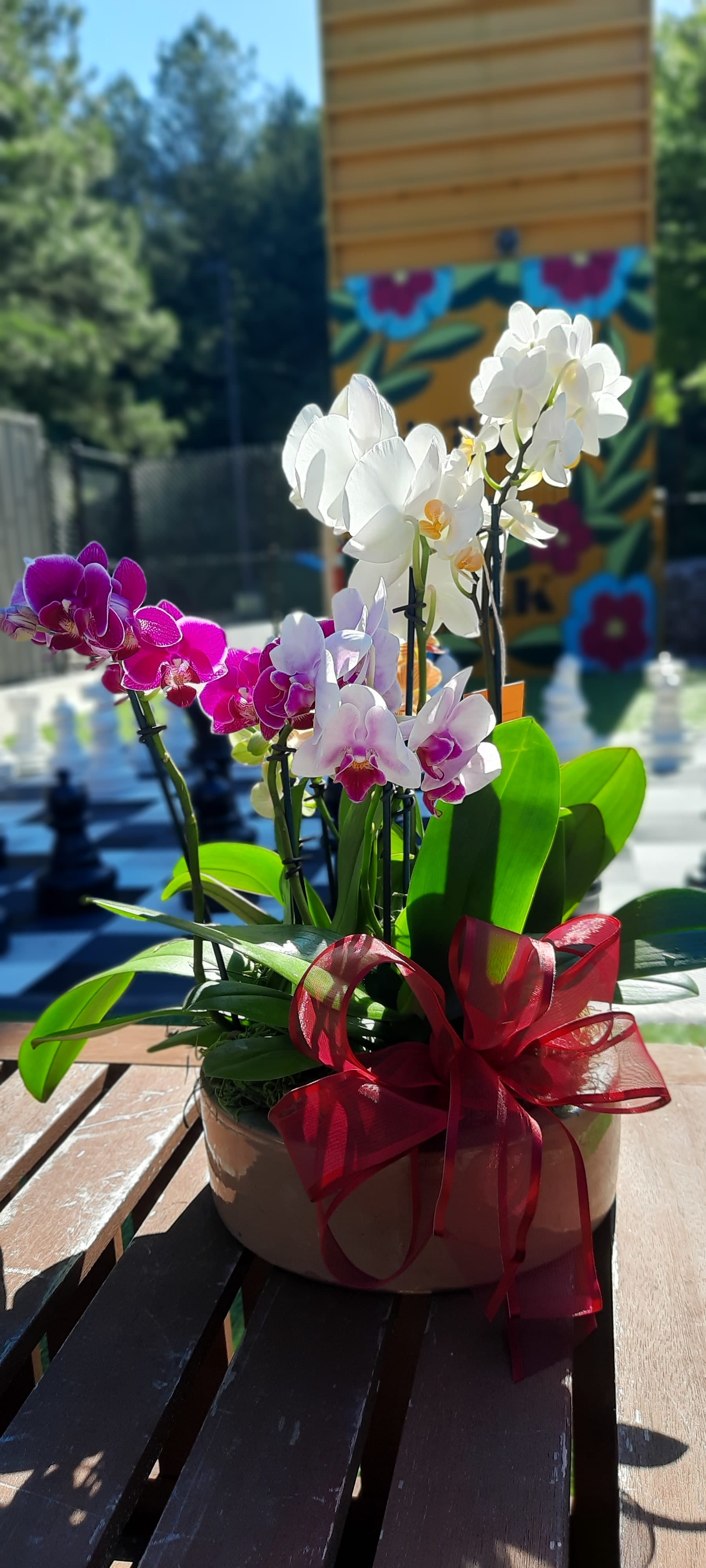 Royal Orchid Basket - A mix of potted orchid plants in a handled basket.