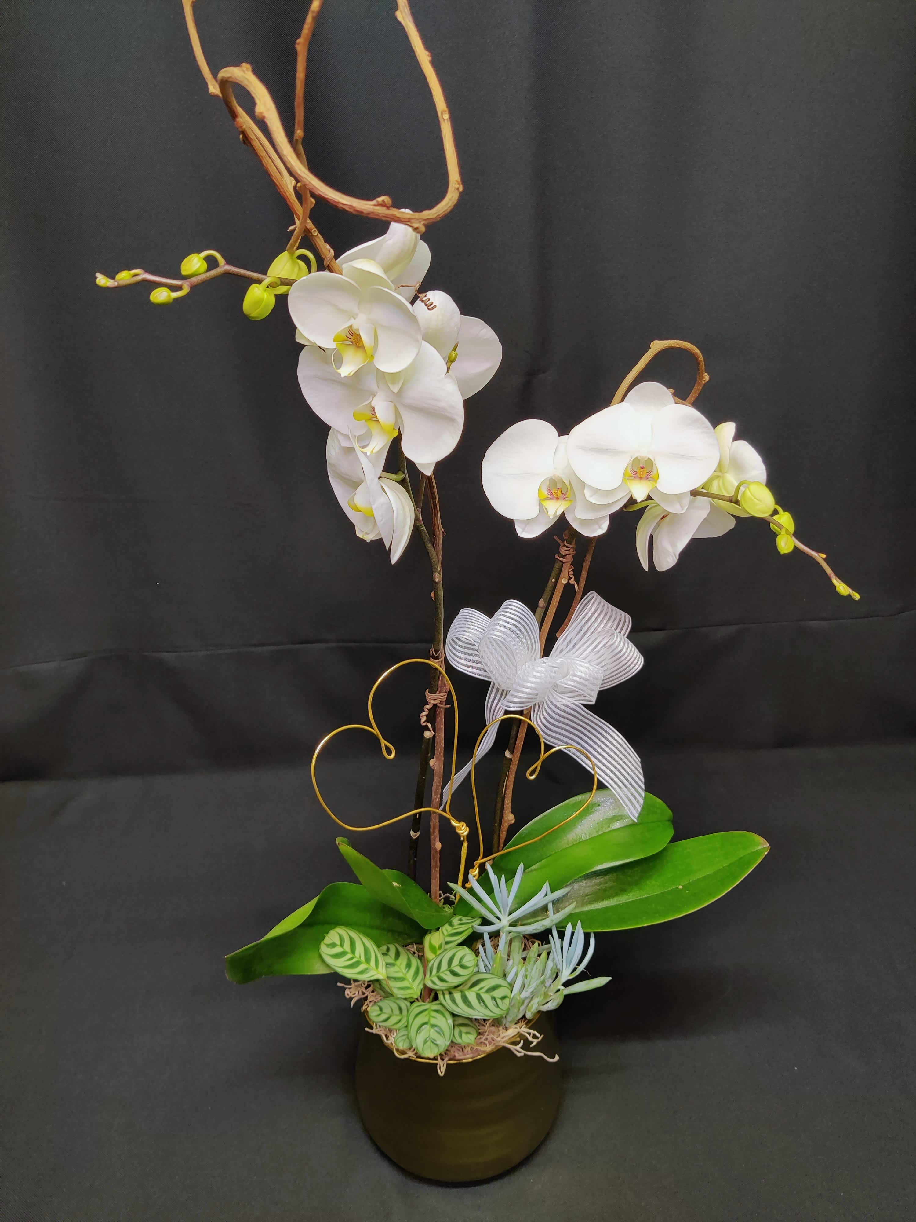 Moth orchid with Golden Hearts - Phalaenopsis moth orchid plant, potted and adorned with golden hearts.  Stunning.   Colors and Container may vary.