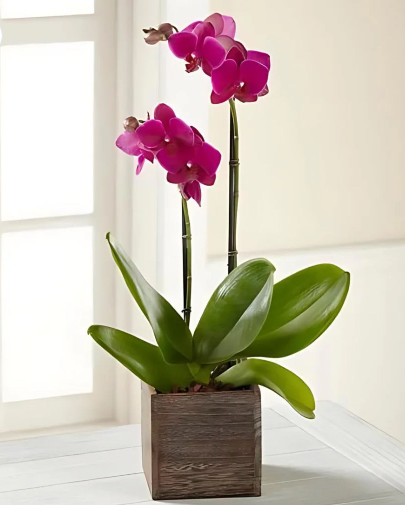 Fuchsia Phalaenopsis Orchid - Bold and sophisticated, orchids are an alluring way to express your warmest wishes and emotions to your recipient.  This stunning double phalaenopsis orchid displays vibrant violet blooms along each stem with gorgeous green tropical foliage at the base.  Presented in an attractive, modern square wooden planter, this stunning blooming plant is set to create a memorable thank you, thinking of you, or birthday gift.  Approx. 20&quot;H x 9&quot;W.   We do everything we can to make sure your recipient's gift arrives exactly as requested, but substitutions may be necessary due to seasonal availability.  The utmost care and attention is given to your order to ensure that your gift is as similar as possible to the requested item and is received in a timely manner. BLOOM DETAILS  Orchid 