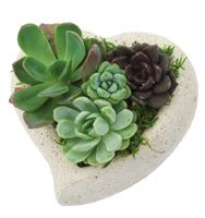 Succulent Garden Heart 5in  - 5inD  Assorted succulents in a heart ceramic!  Perfect for the one you love! 