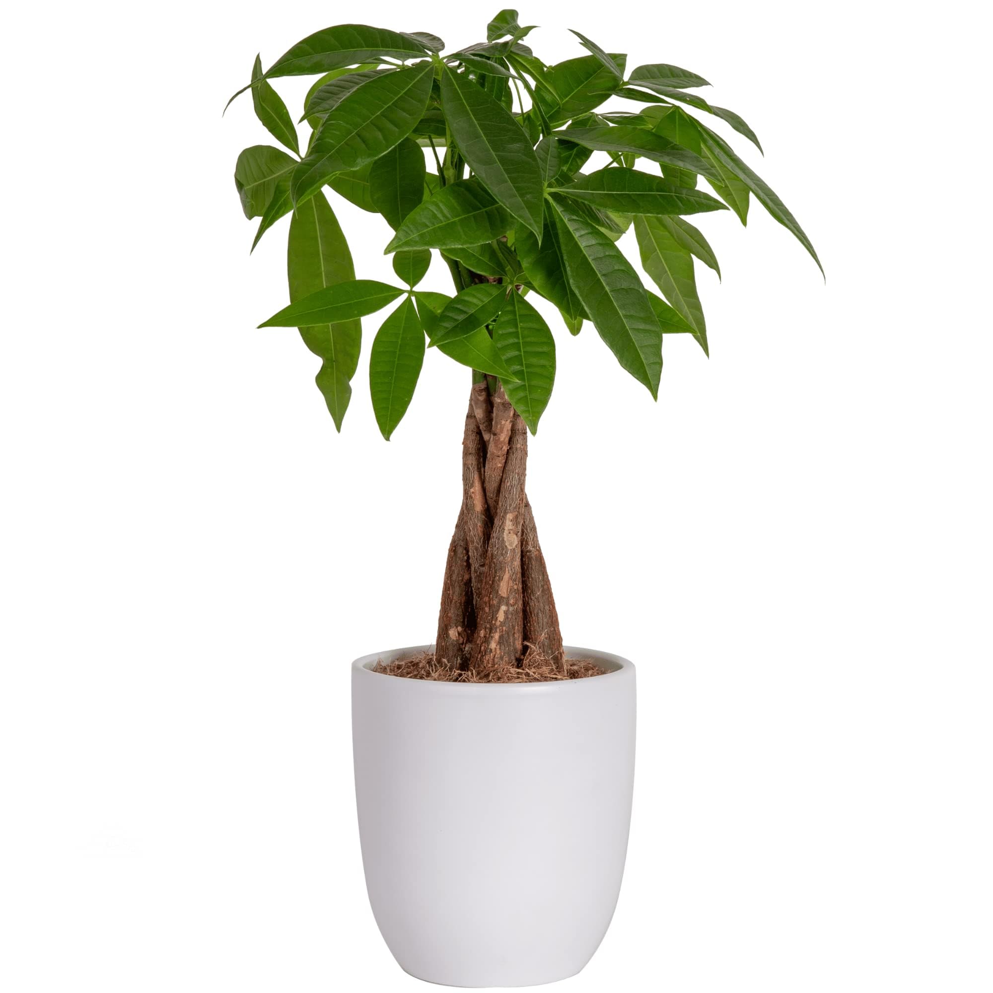 Money Tree by BloomNation™ - Send good fortune with the Money Tree by BloomNation™. A hardy plant that can live in low light will make even the most amateur gardeners feel good. APPROXIMATE DIMENSIONS: 6'' W x 19&quot; H  