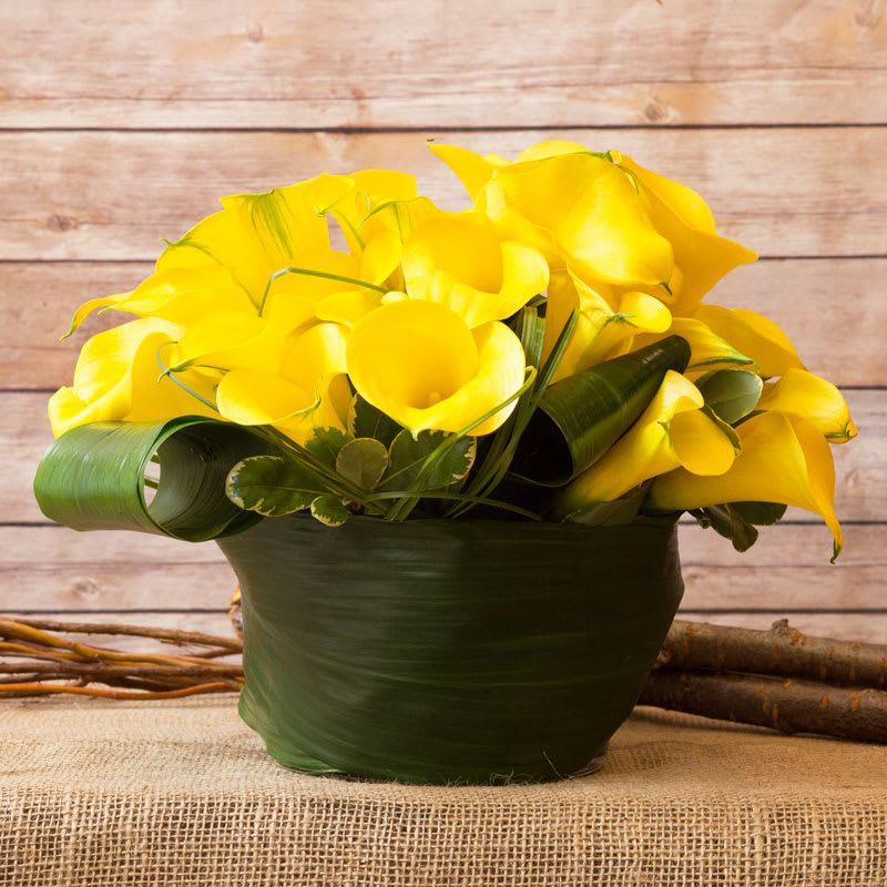 CALLA LILIES ARRANGEMENT CALLA LILIES ARRANGEMENT - YELLOW CALLA LILIES IN LOW ROUND BOWL. COLORS ARE BASED ON AVAILABILITY.