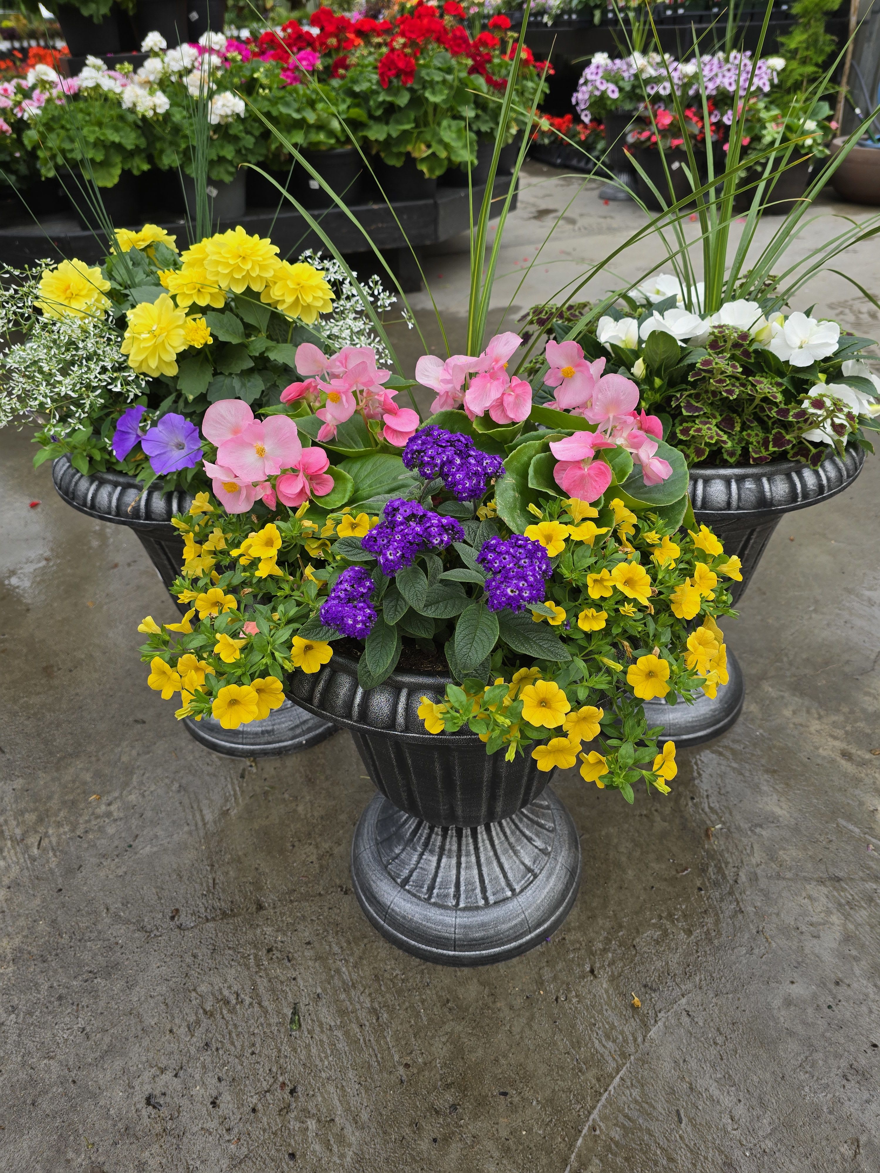 Small Seasonal SUN Annual Urn - Small gray urn filled with beautiful Sun seasonal annuals that will last the whole season!