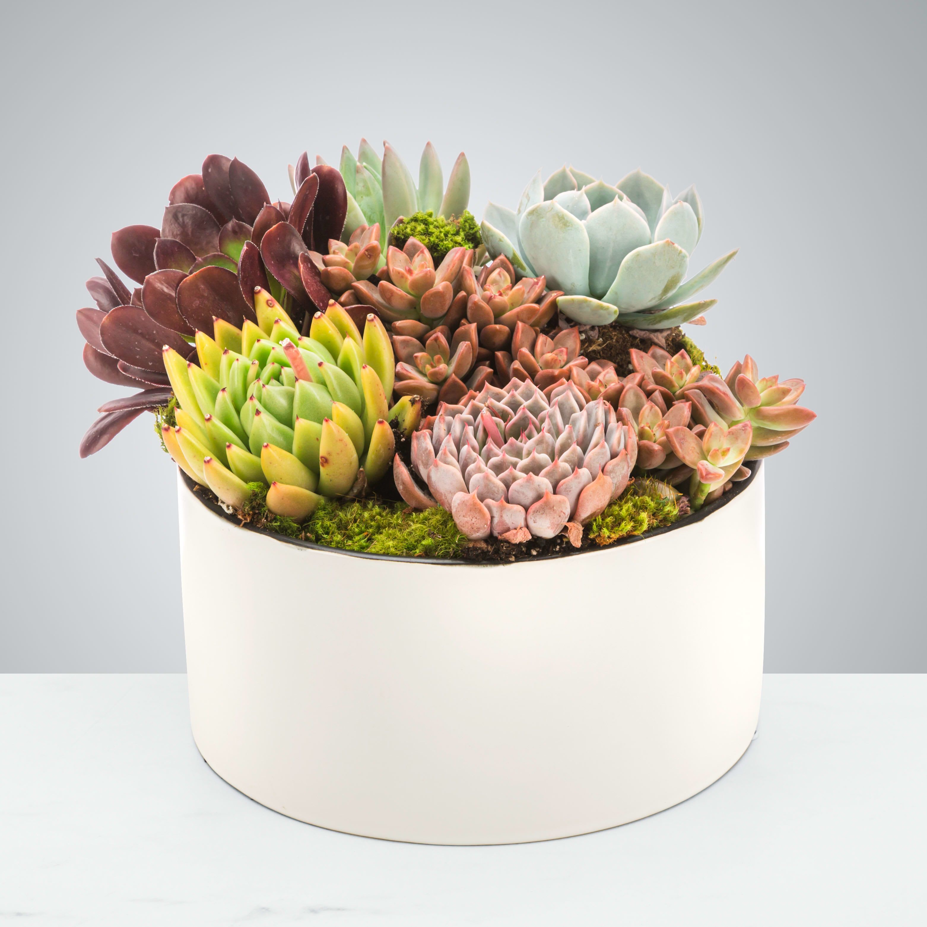 Chic Succulent Garden by BloomNation™ Chic Succulent Garden by BloomNation™ - Everybody loves succulents! Send them to brighten up a new desk or home. Perfect for Father's Day or to celebrate a new job.