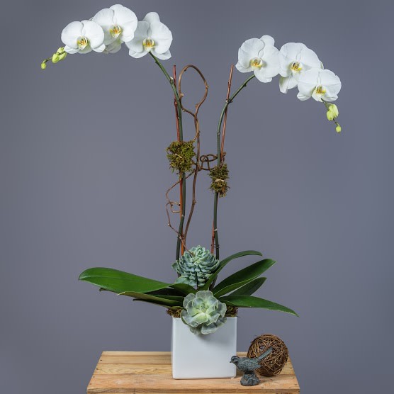Phalaenopsis Orchid Plant - Double orchids planted with succulents and moss. 