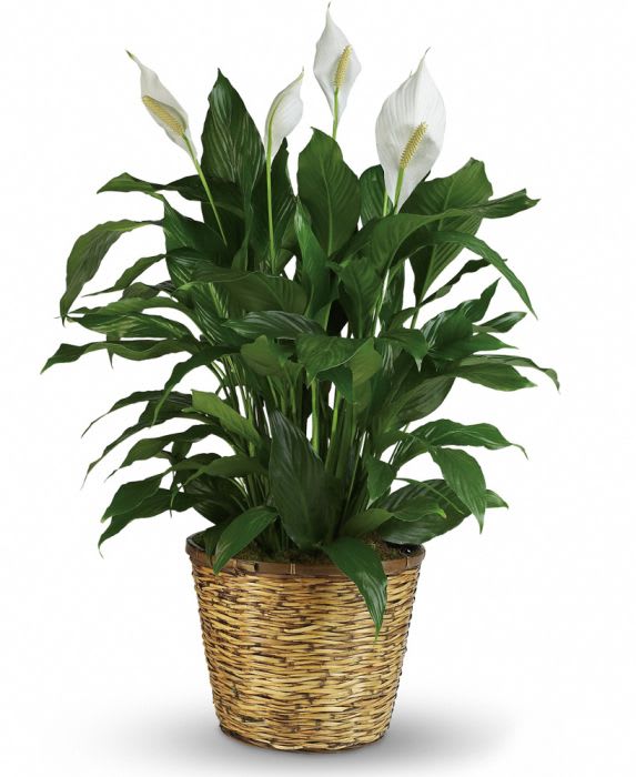 CTT91-11 CTT91-11 - 10" peace lily in basket