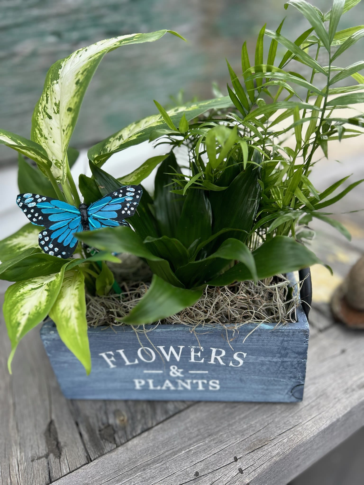 Butterfly Garden Box Butterfly Garden Box - Assorted green plants Butterfly Garden Box
