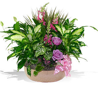 Dish Garden with Fresh Cuts Dish Garden with Fresh Cuts - A perfect plant for the table with colorful fresh cut flowers to add a splash of color! As Shown : MD002