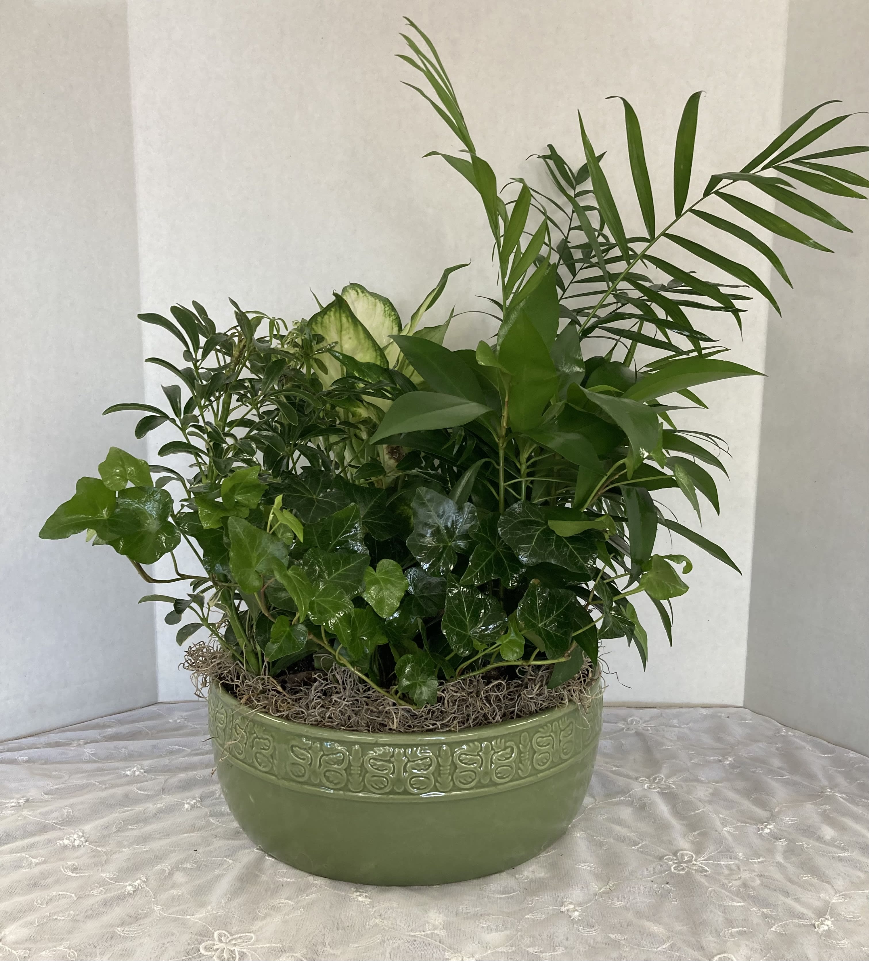 Premium Dish Garden by Candlelight & Roses Premium Dish Garden by Candlelight & Roses - Stylish assortment of green plants in various containers. Easy care for the perfect gift for sympathy, just because, get well and more. Additional fresh blooms and ribbon to finish out the occasion. Containers may vary. In stock for delivery today!