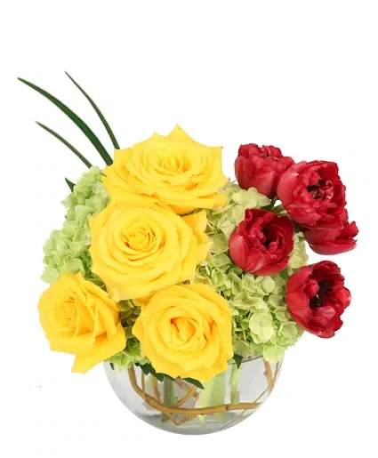 CRIMSON SUNRISE VASE ARRANGEMENT - Start their day with a burst of color and energy with Crimson Sunrise! Featuring vibrant yellow roses, bold red tulips, and fresh green hydrangeas, this vibrant arrangement brings the warmth and beauty of a sunrise right into any room. Perfect for birthdays, celebrations, or just because, this bright and cheerful floral display is sure to light up someone’s day!