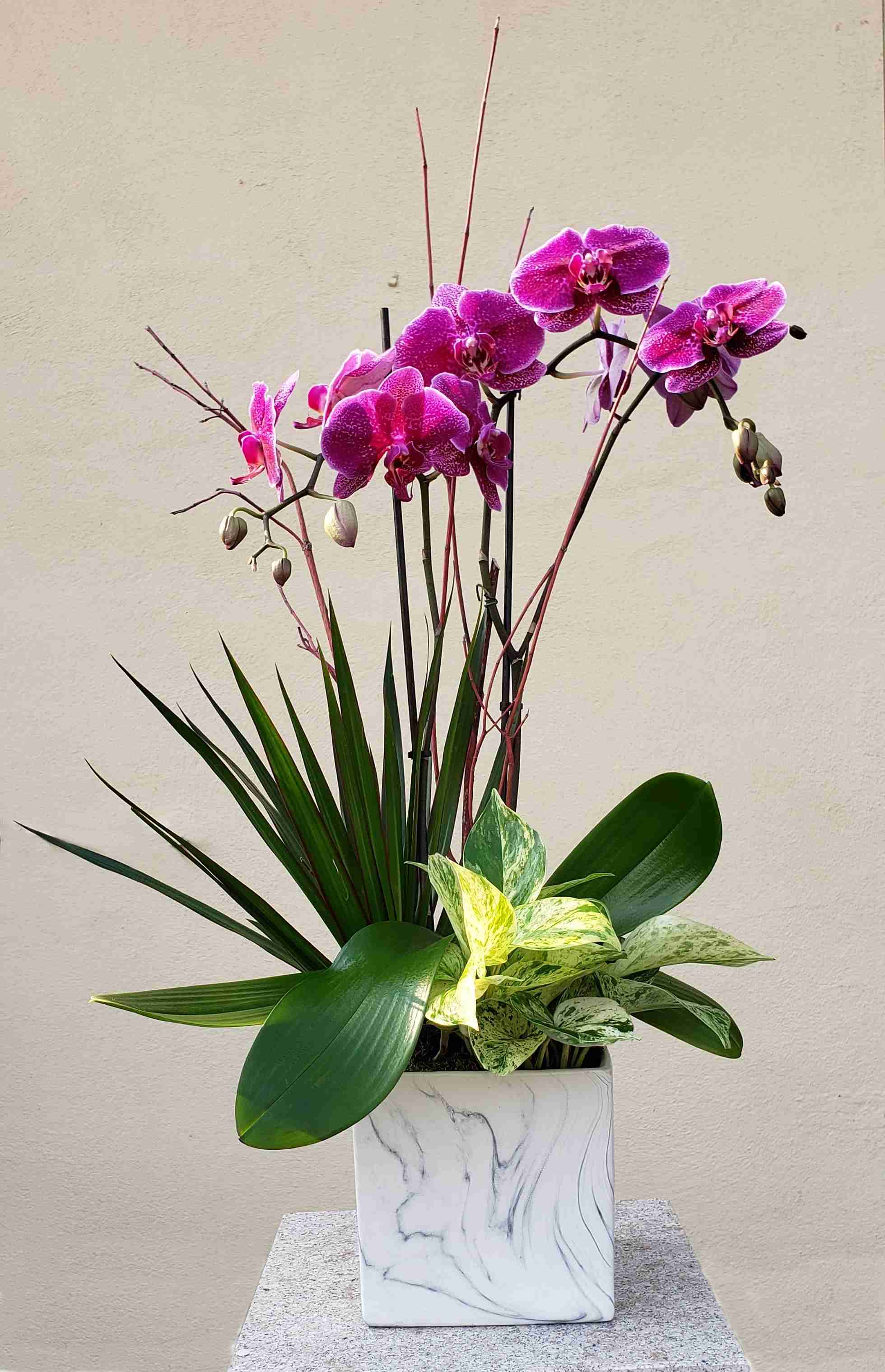 Planter Garden (WP-14) (container maybe different) - Double-stemmed Phalaenopsis Orchid with Dracenea &amp; Pothos plants in a marble simulated ceramic square pot. 