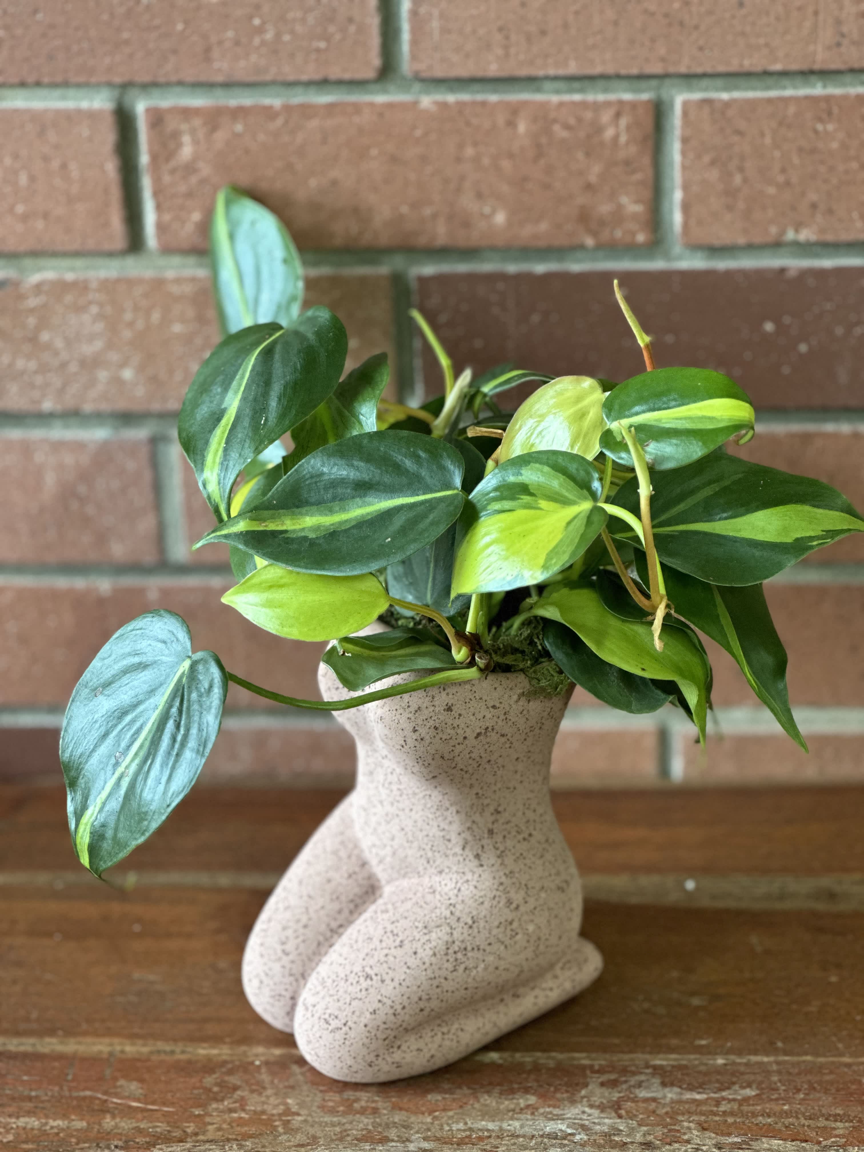 House Plant Pothos In Feminine Planter  - Imagine a charming and elegant house plant display featuring a lush pothos plant housed in a beautifully designed ceramic planter tailored for a feminine touch. The pothos plant, with its cascading vines and vibrant green leaves, brings a sense of natural beauty and tranquility to any space.  The ceramic planter, delicately crafted with a feminine woman-inspired design, adds a touch of sophistication and style to the overall presentation. Its soft curves, pastel hues, and intricate details create a graceful and eye-catching focal point that complements the pothos plant perfectly.  This enchanting house plant arrangement not only enhances the aesthetic appeal of your home but also brings a sense of serenity and freshness to your living space. The combination of the vibrant pothos plant and the feminine ceramic planter creates a harmonious balance between nature and design, making it a lovely addition to any room.  Whether placed on a windowsill, a side table, or a desk, this house plant display exudes elegance and charm, making it a delightful accent piece that brightens up your surroundings and uplifts your mood. It is a perfect gift for plant lovers, nature enthusiasts, or anyone who appreciates the beauty of a well-curated home decor.  Philodendron Brasil 