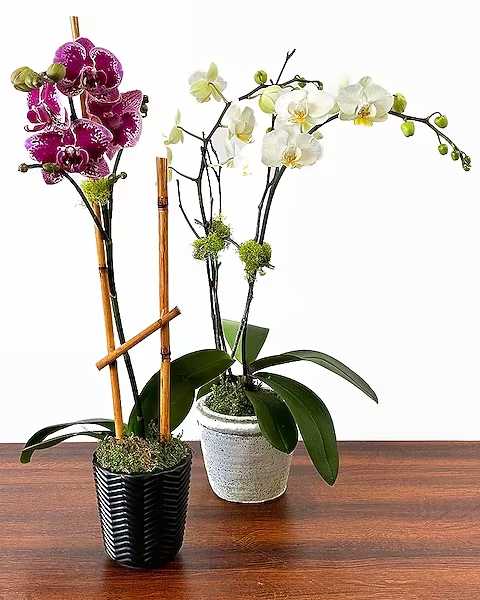 12 Month - Plant of the Month Club - A wonderful house plant delivered to your, or your recipients door every month! Our buyer will find the best of the best green or blooming plant each month and place it in a ceramic container topped with moss. Complete care instructions will be included with these lovely oxygenators. This is a wonderful way to brighten someone's home or office every day! Details: 1. Each plant has a $75 retail value. You pay only $60. You also pay for delivery only on your first month. You will save you between $80 to $550 depending on the package (3, 6 or 12 month) you choose, and your delivery area (Not including your tax savings!) 2. Choose your months! If you wish to choose specific months, note those under special instructions. If you wish us to contact you with a special message for each subsequent month, please note that as well and we will call you prior to delivery. 2. While substitutions may be necessary depending on grower availability - here is the line-up of what you can currently expect to be delivered each month: Jan: Miniature Double Phalaenopsis Orchid Feb: Succulent Garden Mar: Hydrangea Apr: Maidenhair Fern May: Kalanchoe or Bromeliad Jun: Calathea Jul: Anthurium Aug: Dieffenbachia Sep: Bromeliad Oct: Croton Nov: Mum Dec: Poinsettia or Azalea (Write your choice in special instructions)  All prices in USD ($)