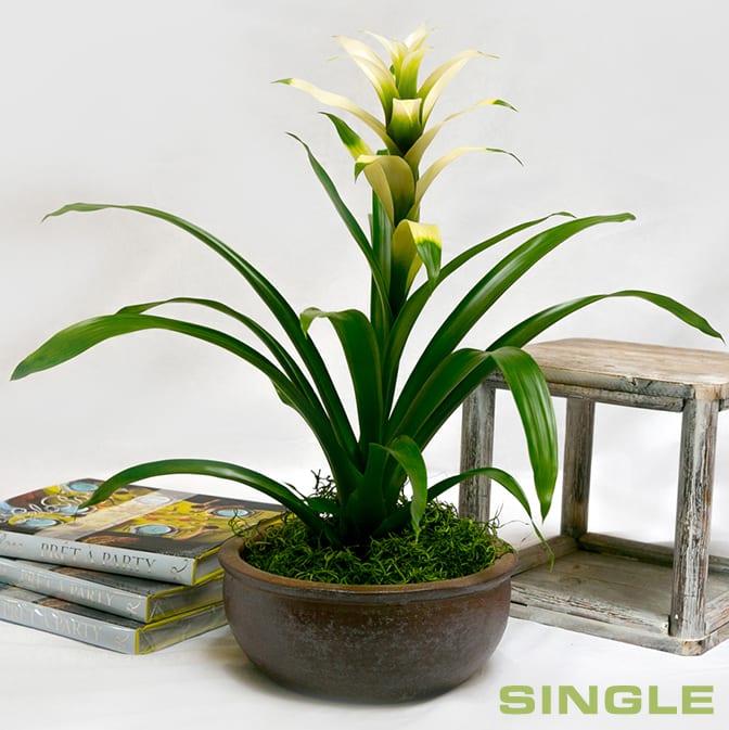 Exotic Bromeliad Planters ADBP - These bright blooms add a unique touch to most any setting and make for a perfect long-lasting gift. Planted in a decorative container. Approximately 16-30&quot; high. Not suitable for delivery to hospitals. The container will vary according to availability. Please contact the store after purchase if you have a preference for container and bromeliad colors. 