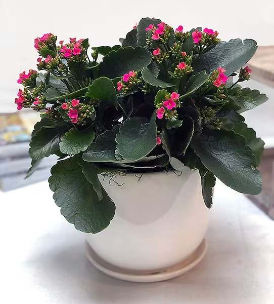 Kalanchoe - The Kalanchoe plant is great gift for a man or a woman, and blooms beautifully year after year with proper care. Potted in a ceramic container (style varies)  All prices in USD ($)