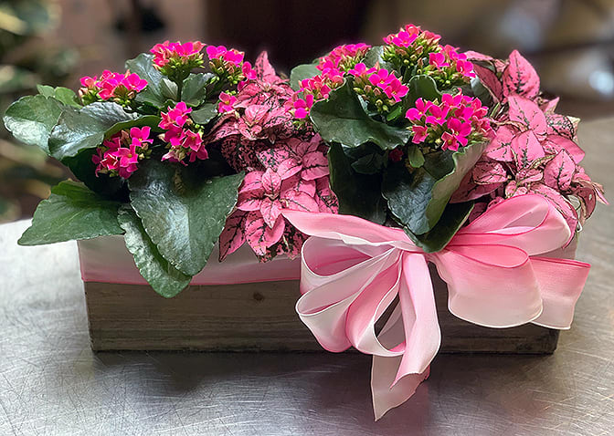 Blooming Natural Garden ADP2 - A beautiful mix of Kalanchoe and other blooming or green plants in an elongated wooden box with ribbon. 15&quot; x 8&quot; of luscious delight! (Deluxe size: 24&quot; x 8&quot;)