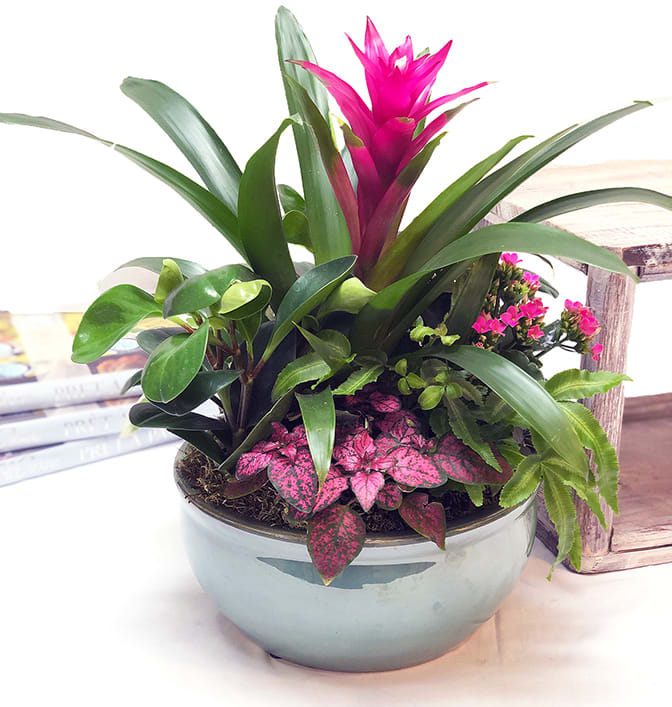 European Garden ADEG - Our beautifully designed containers of blooming and green plants will provide you or your recipient with long-lasting enjoyment. Not suitable for delivery to hospitals. (Container will vary.)
