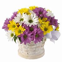  &quot;Springtime Cheer Basket&quot; - A Burst of Color to Brighten Any Day!  The Springtime Cheer Basket is packed with vibrant charm! Featuring a lively mix of purple, yellow, and white daisies, all beautifully arranged in a classic white woven basket and finished with a sweet white bow. Perfect for sending smiles, celebrating spring, or simply making someone's day brighter!   Fresh, colorful daisies  Ready-to-display — no vase needed  Great for birthdays, get-well, or “just because” gifts   Bright colors, happy hearts — delivered with love!