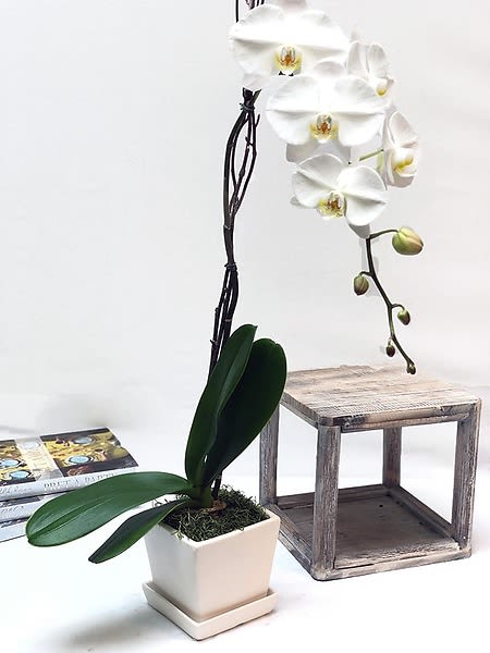 White Phalaenopsis Plant - This classic white orchid is sure to bring a touch of elegance to any home or office space. Planted in a ceramic or clay pot. Please add comment for requested style of container: i.e. Contemporary, Traditional or even by color. We will do our best to accommodate based on availability. Available with or without bow..  All prices in USD ($)