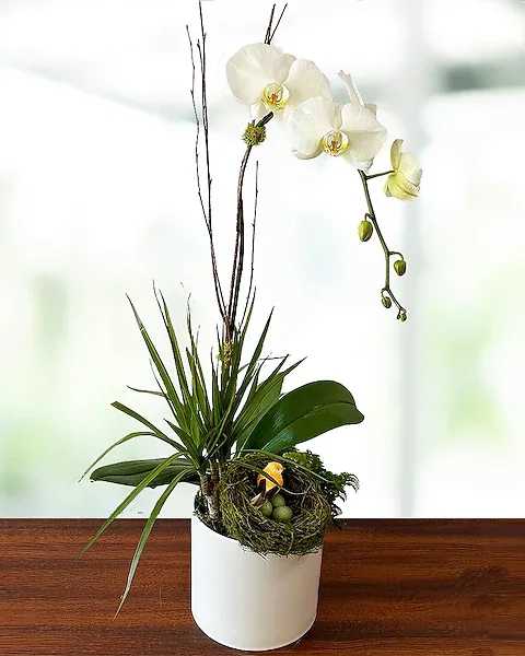 Spring Orchid - This beautiful Phaleanopsis orchid is planted with other beautiful plants and complemented with a bird and nest signaling the start of spring.  All prices in USD ($)