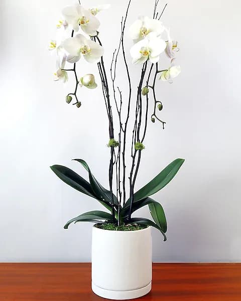 Double Phalaenopsis Orchid - Adelaide's is known for our incredible plants and orchids. You won't find poor quality or plants that have been simply placed in a container. Our designers are the best in the city and create each planter with the best quality products available.  All prices in USD ($)