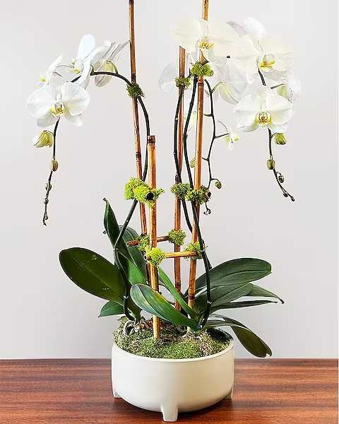 Multi-Stemmed Phalaenopsis Orchid Planter - Adelaide's is known countywide for our Orchids and Orchid Gardens. Every aspect of the orchid planter is customized. We do not keep our Orchids with the grower supplied metal supports, but rather replace them with a natural element such as bamboo, birch branches or mitsumata. Our gardens take time to design which shows and makes them the perfect accent for home, office, hotel or restaurant. In our multi-stemmed category, choose three or five stems, or call us for an even more spectacular garden! NOTE: WRITE PREFERRED COLOR (WHITE OR FUSCHIA) FOR ORCHID IN SPECIAL INSTRUCTIONS. If no preference is listed our designer will choose our best orchids to create the planter for you.   Triple Stemmed (Note Color In Special Instructions) Five Stemmed (Note Color In Special Instructions)  All prices in USD ($)