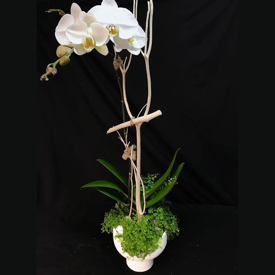 Contemporary Orchid Plant COP - Why stop at just an orchid plant? This amazing contemporary orchid planter is based with a fern and rock and held up with mitsumata branches. Perfection!