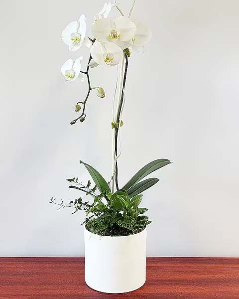 Contemporary Orchid Plant - Why stop at just an orchid plant? This amazing contemporary orchid planter is based with a fern rocks, and held up with mitsumata branches. Perfection!  All prices in USD ($)