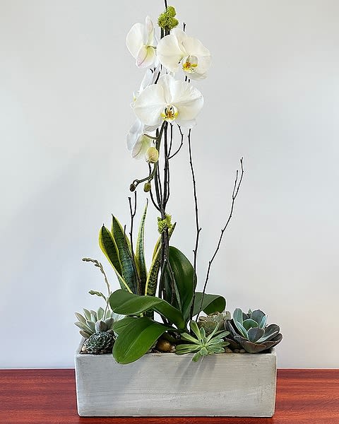 Contemporary Orchid Garden - A beautiful orchid garden with a phalaenopsis orchid based with moss, rocks and succulents in a contemporary designer chosen container that would fit perfectly in a home or garden! Choose one, or two stems of orchids for an even more dramatic look!  All prices in USD ($)
