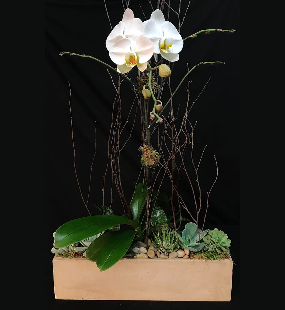 Contemporary Orchid Garden COG - A beautiful orchid garden with a phalaenopsis orchid based with moss, rocks and succulents in a contemporary designer chosen container that would fit perfectly in a home or garden! Choose one, or two stems of orchids for an even more dramatic look!