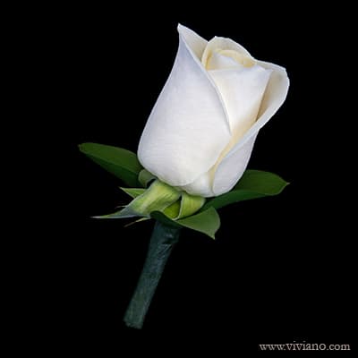 Boutonniere Boutonniere - Men's rose boutonniere, flanked with greens. Lapel pins provided. Please specify color preference in special instructions at checkout. THIS ITEM IS PICK UP ONLY
