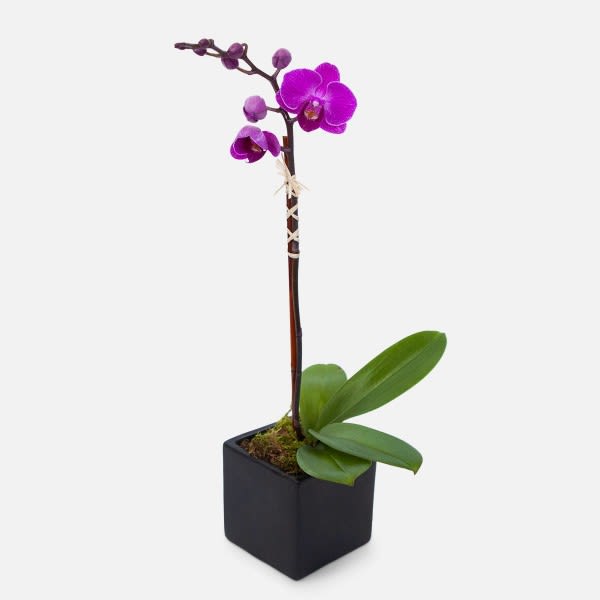 Purple Phalaenopsis in Cube - A delicate purple phalaenopsis orchid plant, in your choice of a black or white cube. We also, have white and yellow.  NOTE: Orchid stem count may vary based on availability.