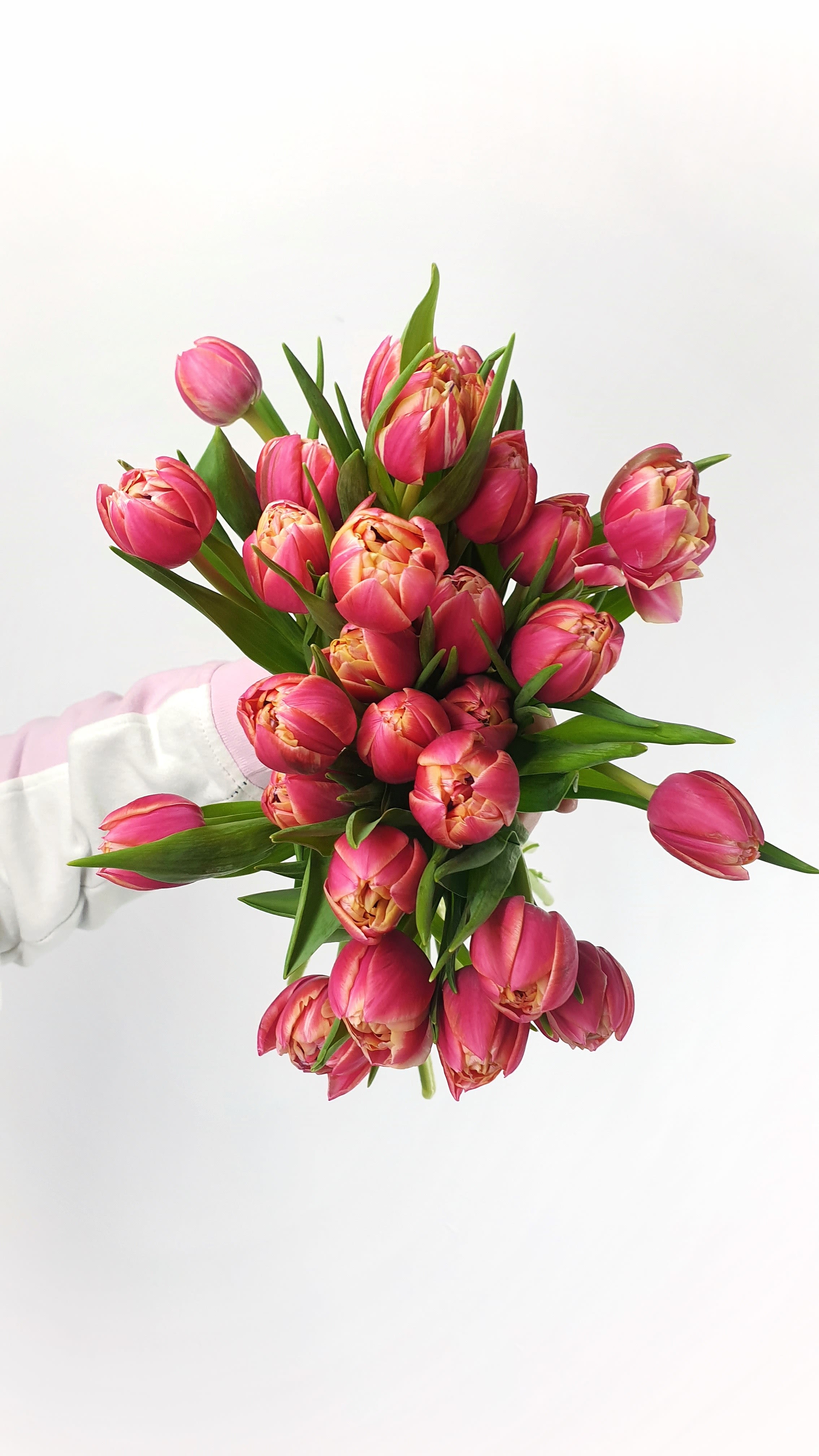 A Classic Mother's Day Gift: Dozen Tulip Bouquet - Mississauga Flower Delivery - Celebrate Mother's Day with the timeless beauty of our Classic Dozen Tulip Bouquet, available for flower delivery throughout Mississauga and surrounding areas. This elegant flower arrangement features twelve stunning, fresh-cut tulips, the perfect way to show your love and appreciation for Mom.  Our Mother's Day tulip bouquet is a classic choice for a reason – their graceful form and vibrant colors bring a touch of springtime joy. Choose Mom's favorite color or a cheerful mix to brighten her special day! Our florist in Mississauga hand-selects the freshest tulips to create a beautiful bouquet she'll adore.  Whether your Mom loves traditional red, sunny yellow, sweet pink, or pure white, a dozen tulips is a thoughtful and heartwarming Mother's Day gift. Simple yet sophisticated, this floral arrangement speaks volumes.  Order your Classic Dozen Tulip Bouquet today from Lush Flower Boutique and let us take care of your Mother's Day flower delivery in Mississauga. Make her day unforgettable with the gift of beautiful flowers!