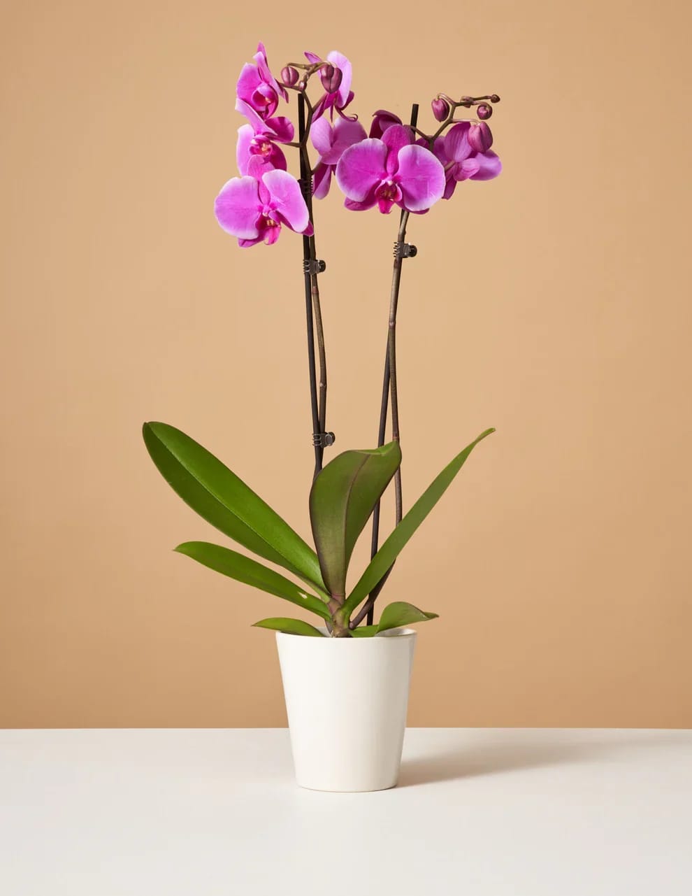 Purple Orchid - Meet the Purple Orchid—a beginner-friendly Phalaenopsis orchid with vivid purple blooms edged in white. Phalaenopsis orchids typically bloom about once a year for up to three months. 